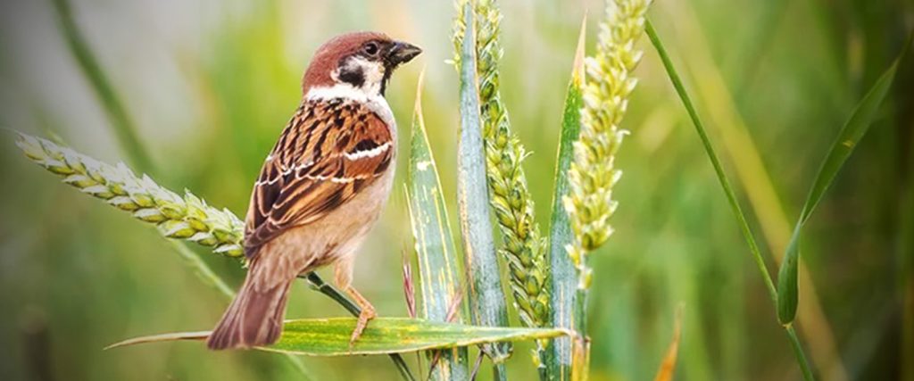 Mengapa Sertifikat Kompetensi Digital Mulai Lebih Berharga Dari Ijazah Pergeseran Paradigma Di Pasar Kerja Modern