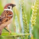 Mengapa Sertifikat Kompetensi Digital Mulai Lebih Berharga Dari Ijazah Pergeseran Paradigma Di Pasar Kerja Modern